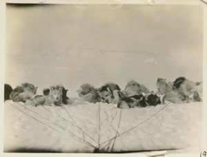 Image of Dogs at rest in front of sledge